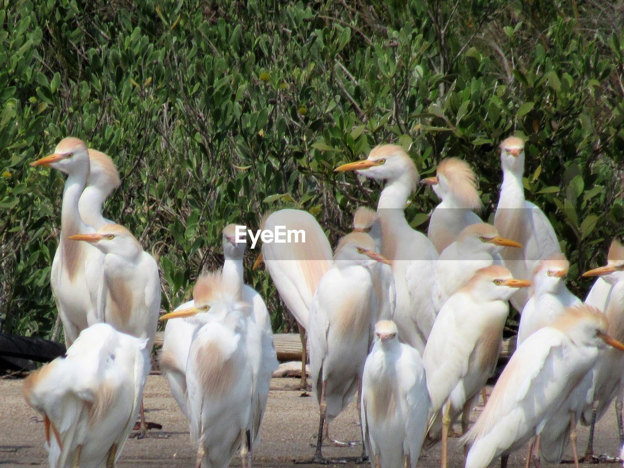 FLOCK OF PIGEONS