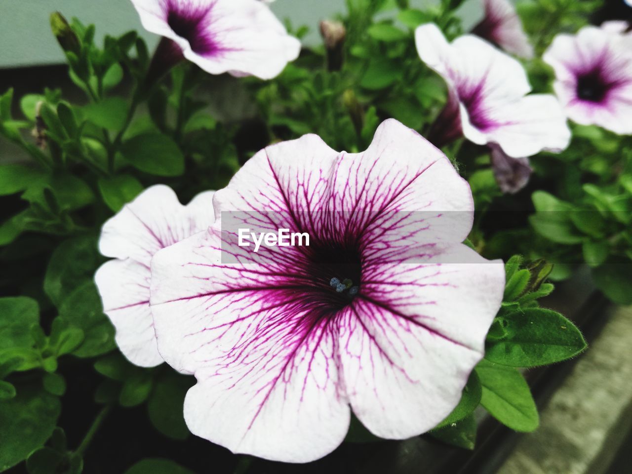 CLOSE-UP OF PINK AND PURPLE FLOWERING PLANT