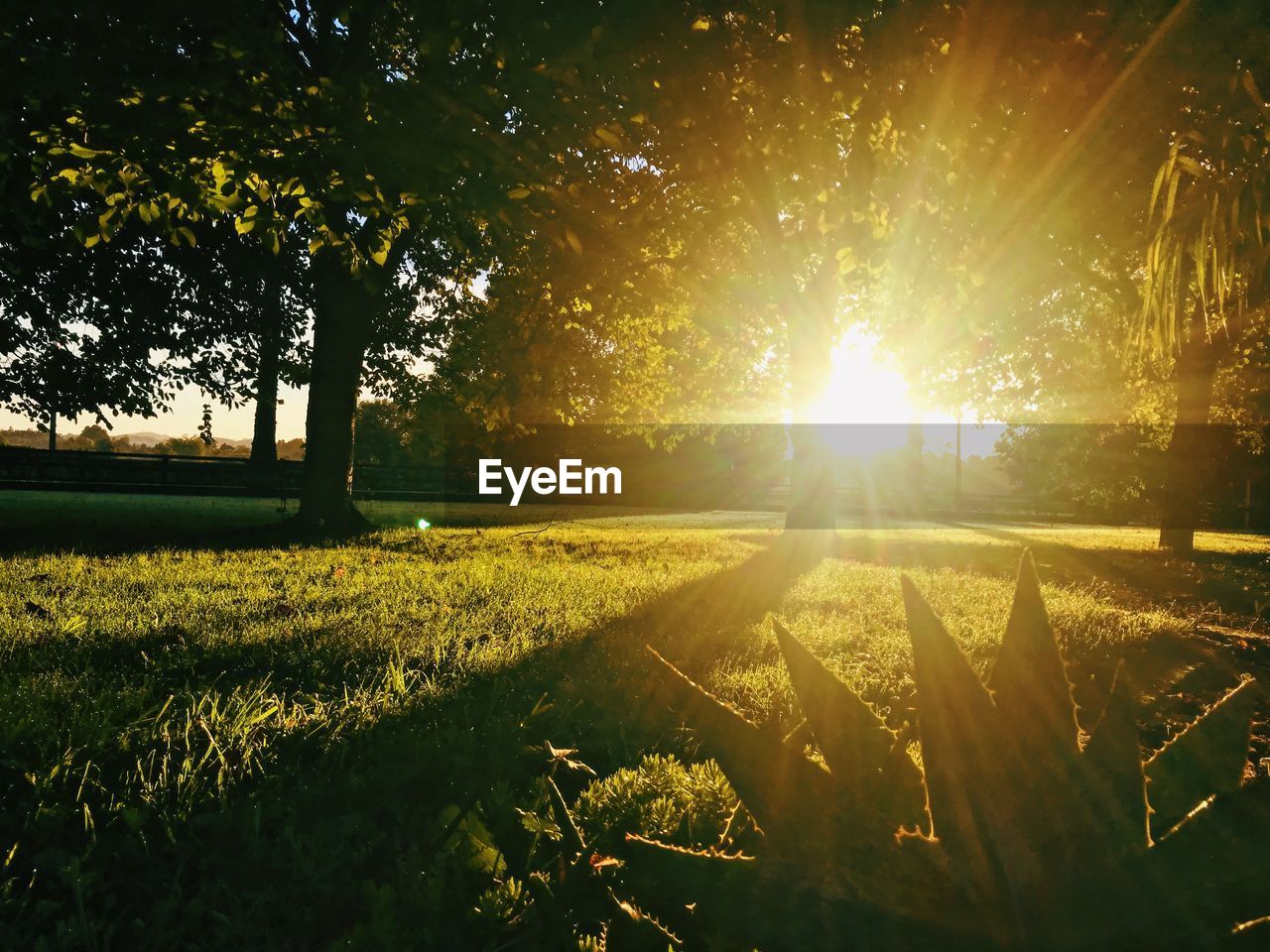 VIEW OF TREES IN FIELD