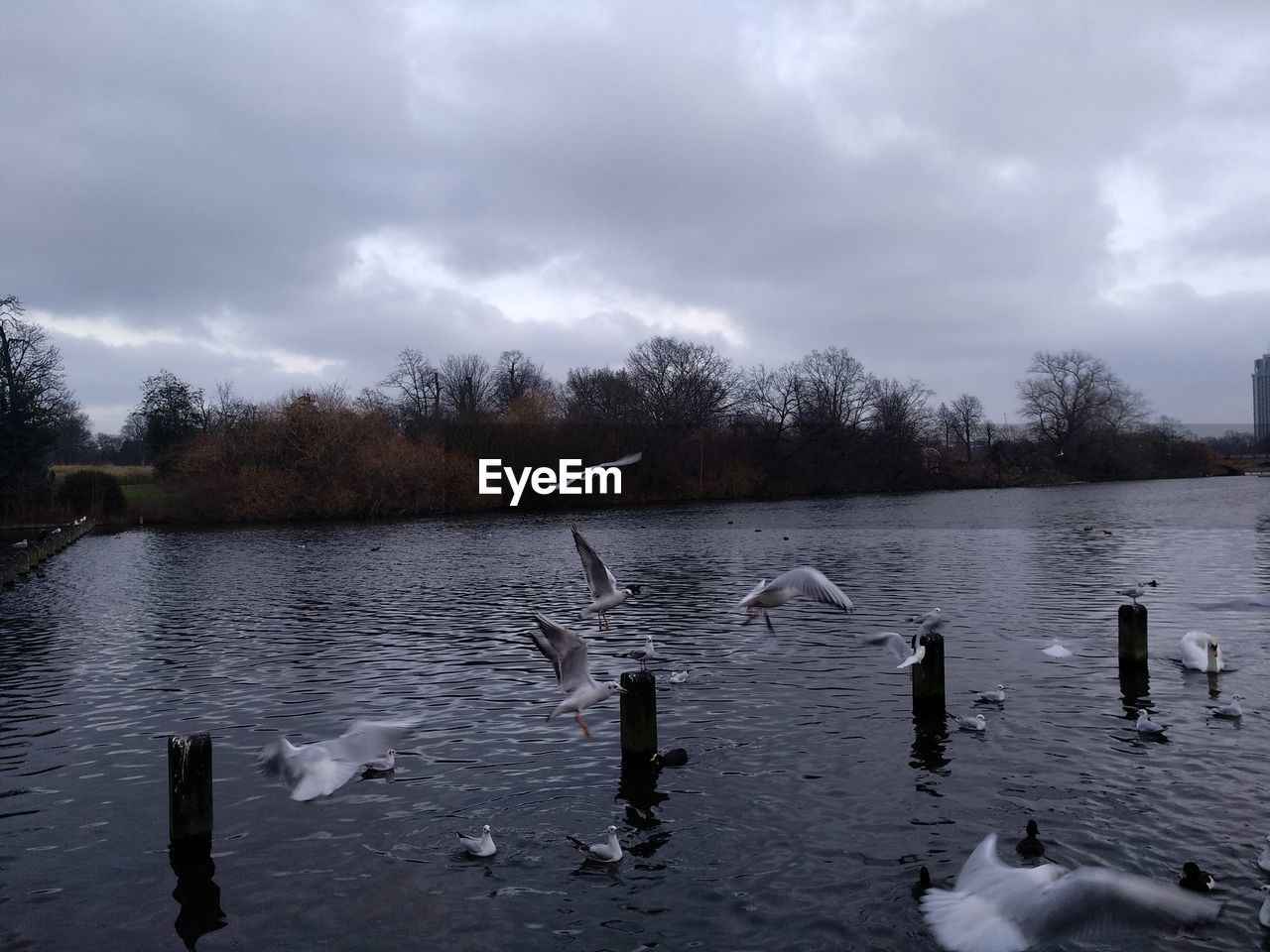 SWAN SWIMMING ON LAKE AGAINST SKY