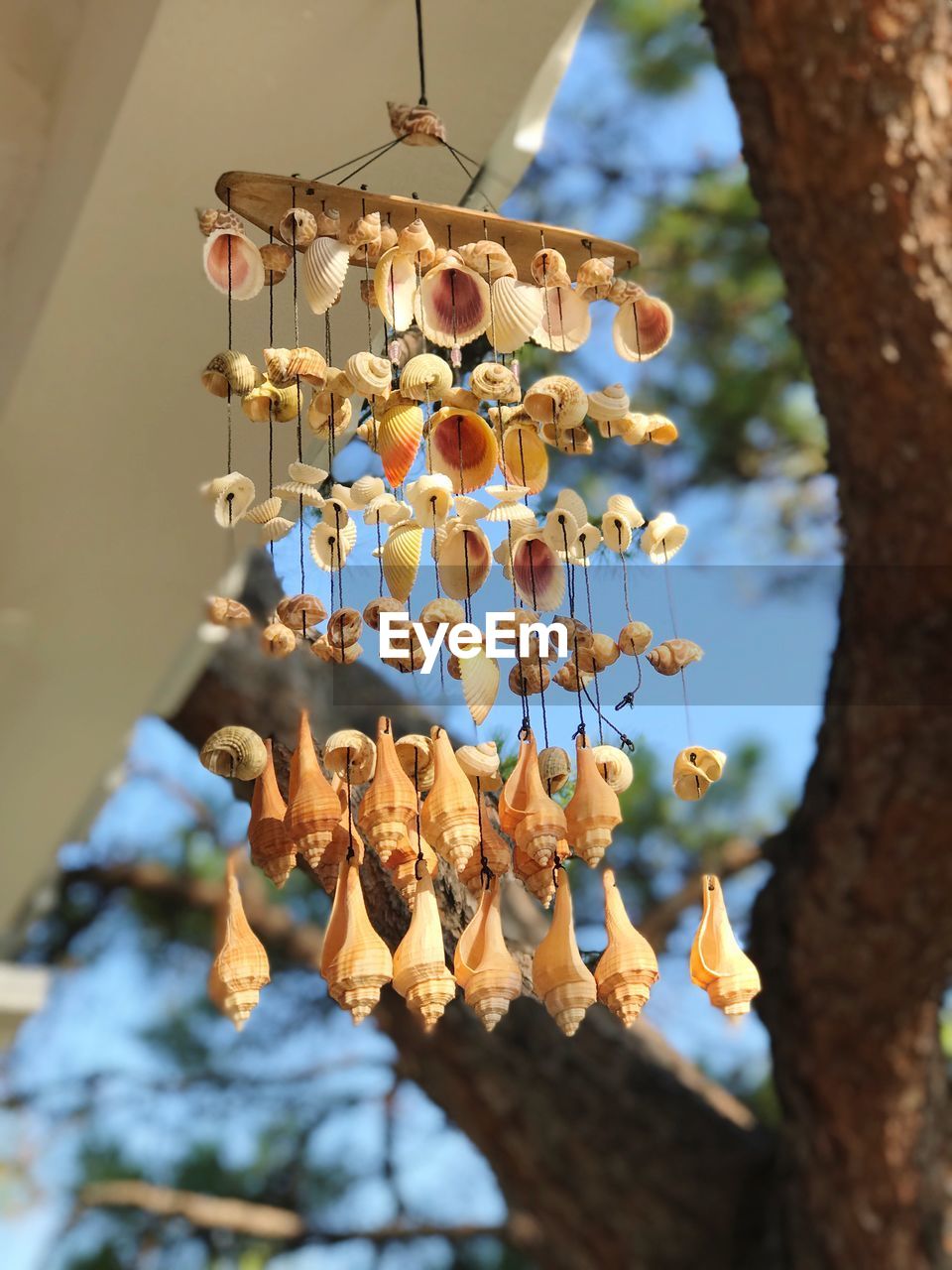 Low angle view of seashell wind chime hanging from ceiling