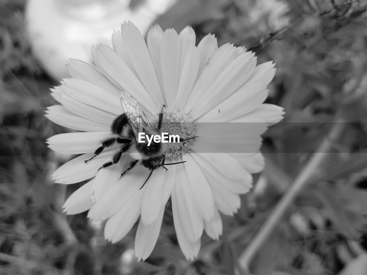 CLOSE-UP OF HONEY BEE ON FLOWER