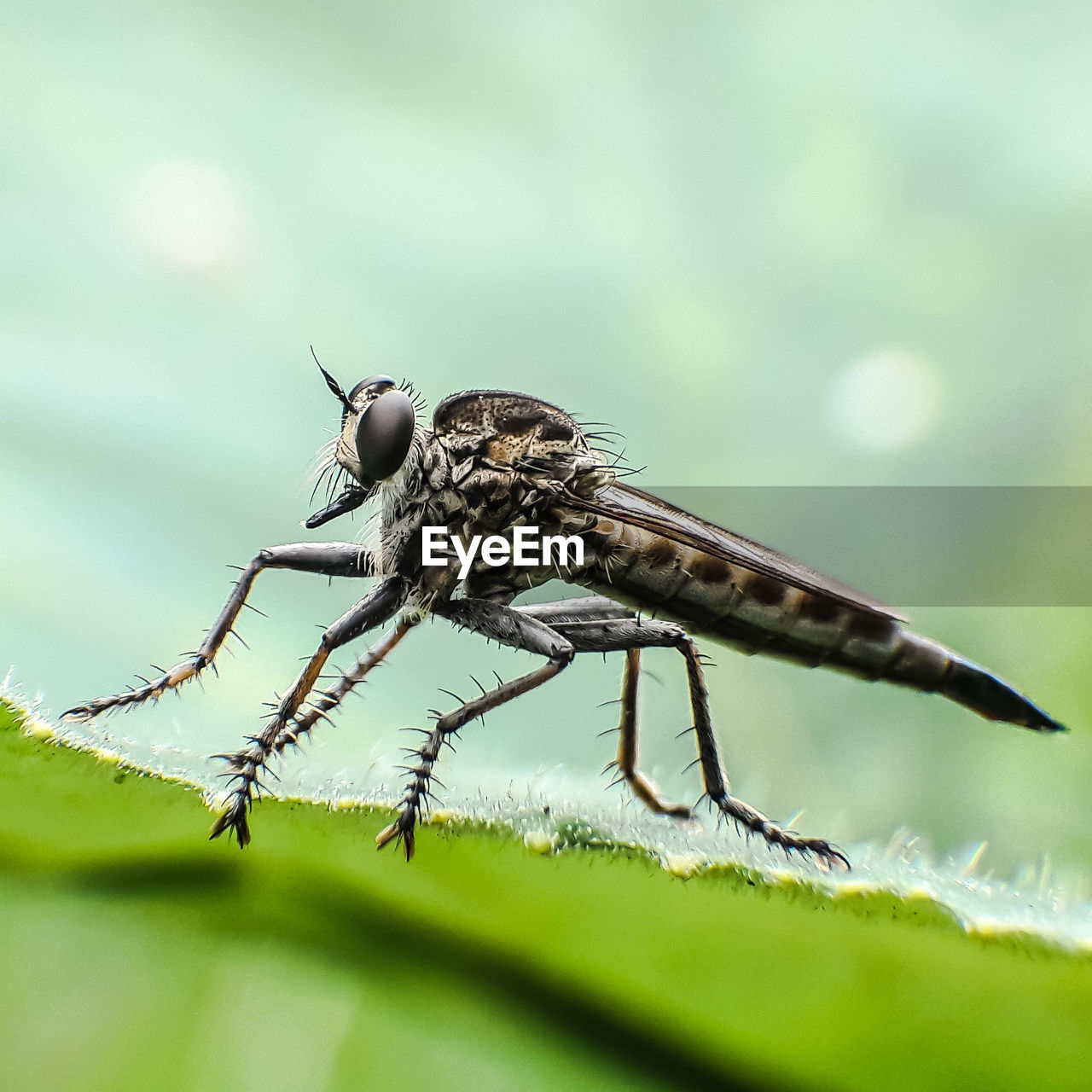 CLOSE-UP OF FLY ON LEAF