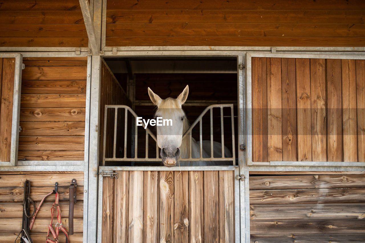 Gray stallion muzzles peeking out of wooden stall with canopy in riding school on sunny day