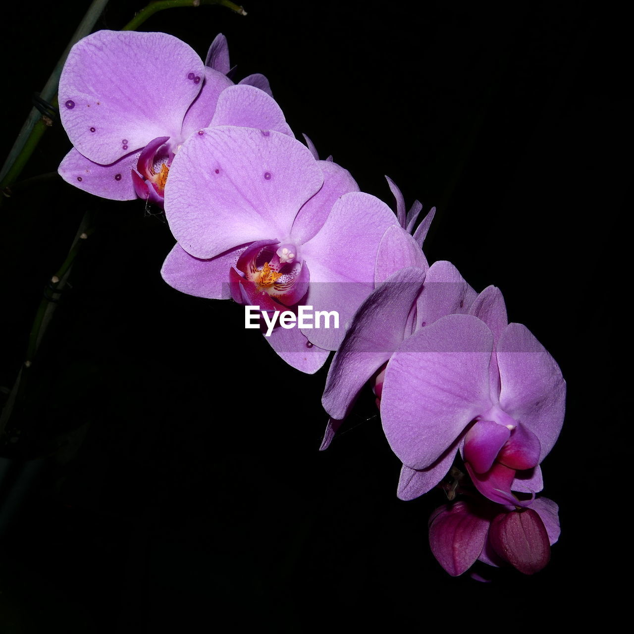 CLOSE-UP OF FLOWERS AGAINST BLACK BACKGROUND