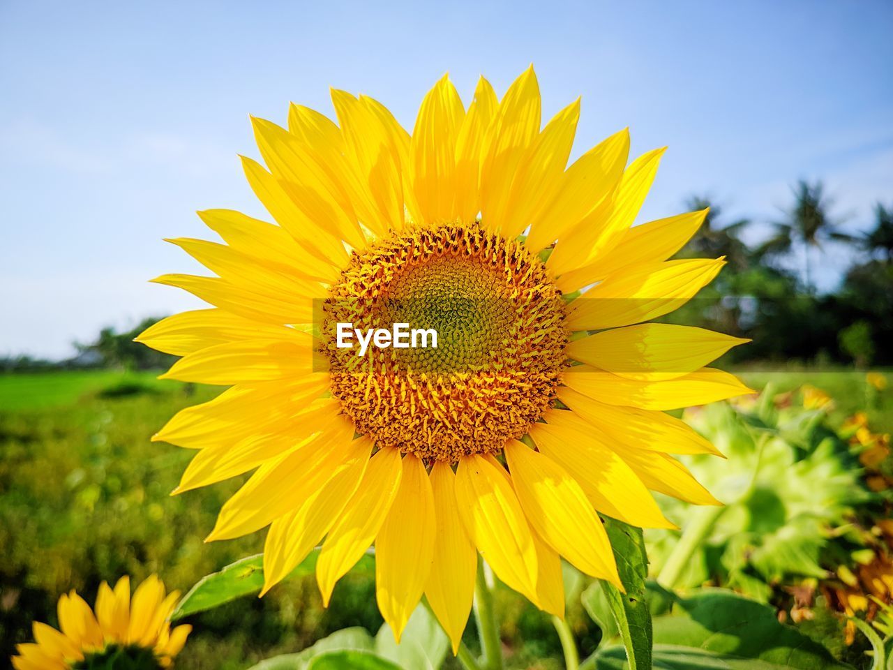 plant, flower, flowering plant, yellow, beauty in nature, freshness, sunflower, sky, flower head, growth, nature, landscape, rural scene, inflorescence, petal, field, land, agriculture, close-up, fragility, environment, summer, no people, sunlight, cloud, crop, vibrant color, plant part, farm, clear sky, leaf, springtime, outdoors, scenics - nature, focus on foreground, blue, sunny, pollen, day, blossom, botany, landscaped, horizon over land, tranquility, asterales, grass, horizon, seed, non-urban scene, idyllic, meadow, plain, green, tranquil scene, abundance, macro, travel destinations, urban skyline, multi colored, travel, wildflower