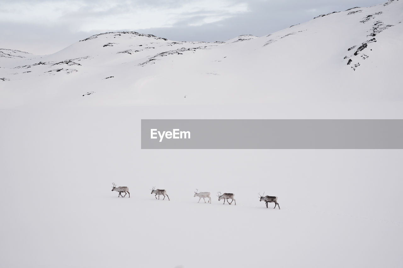 Reindeer walking on snow covered landscape