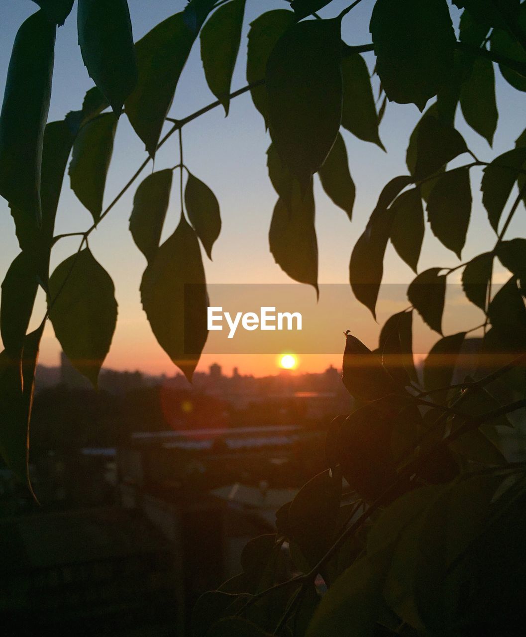 CLOSE-UP OF ORANGE LEAVES AGAINST SKY