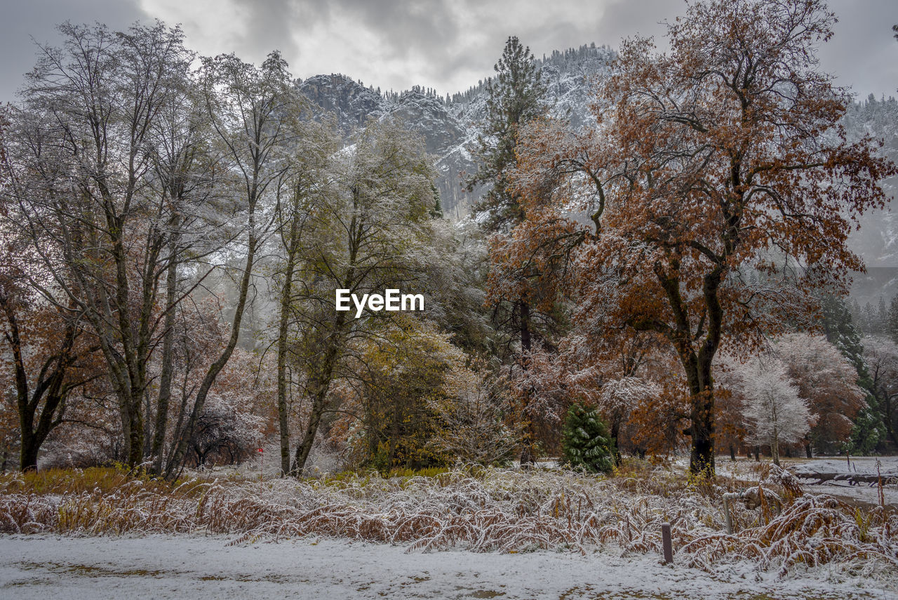 TREES ON SNOW COVERED LAND