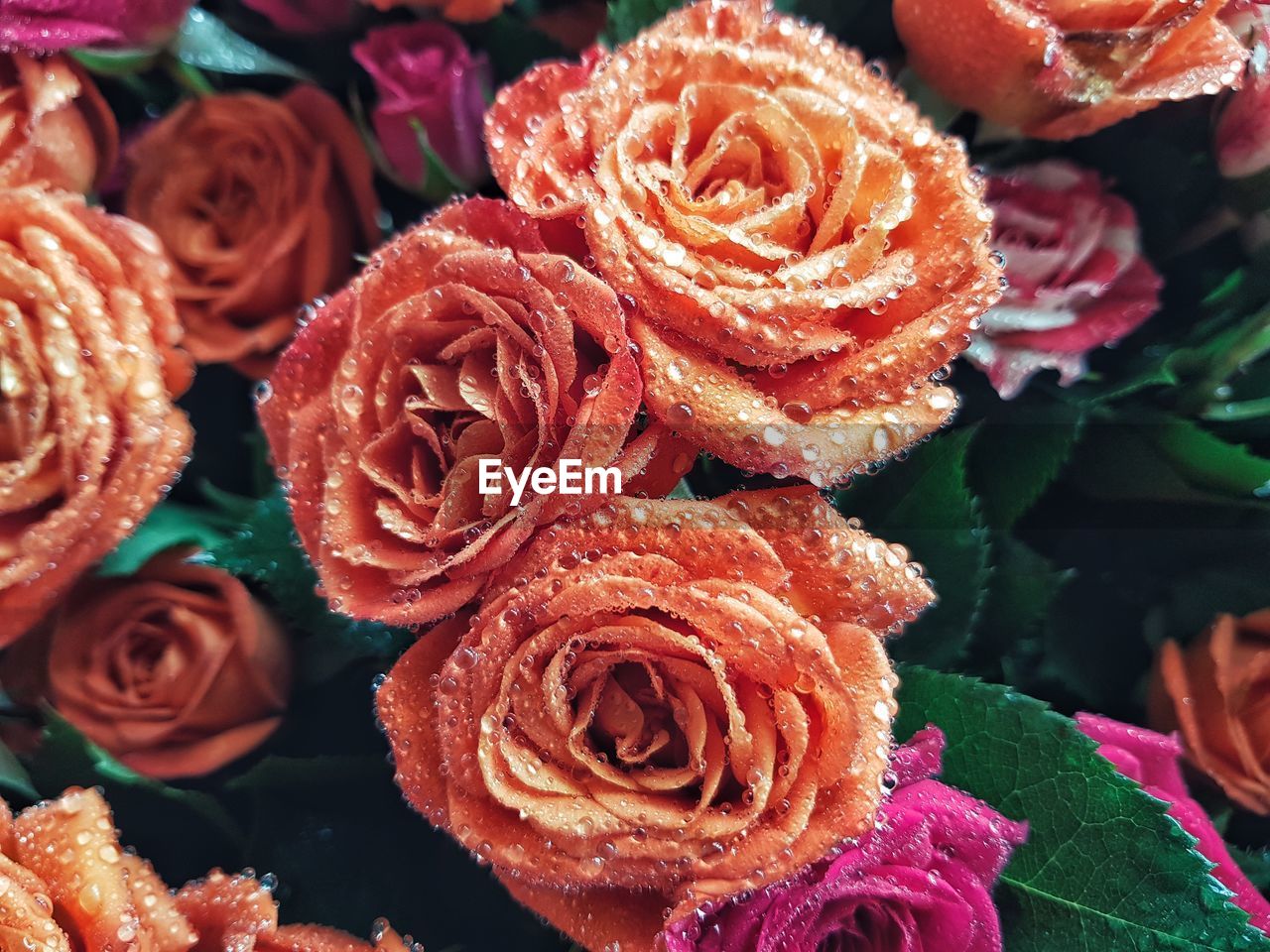 CLOSE-UP OF ROSES BY FLOWERS