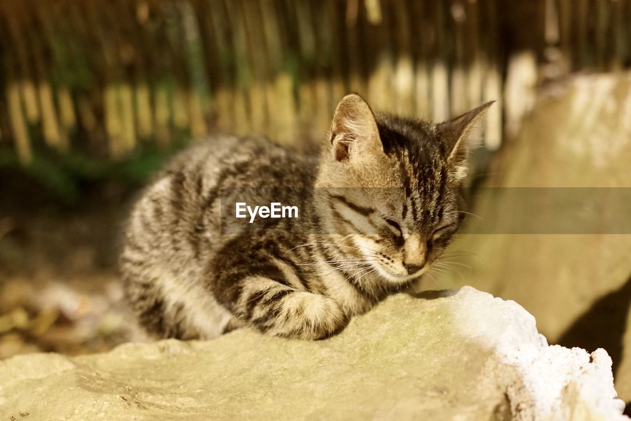 CAT LYING ON ROCK