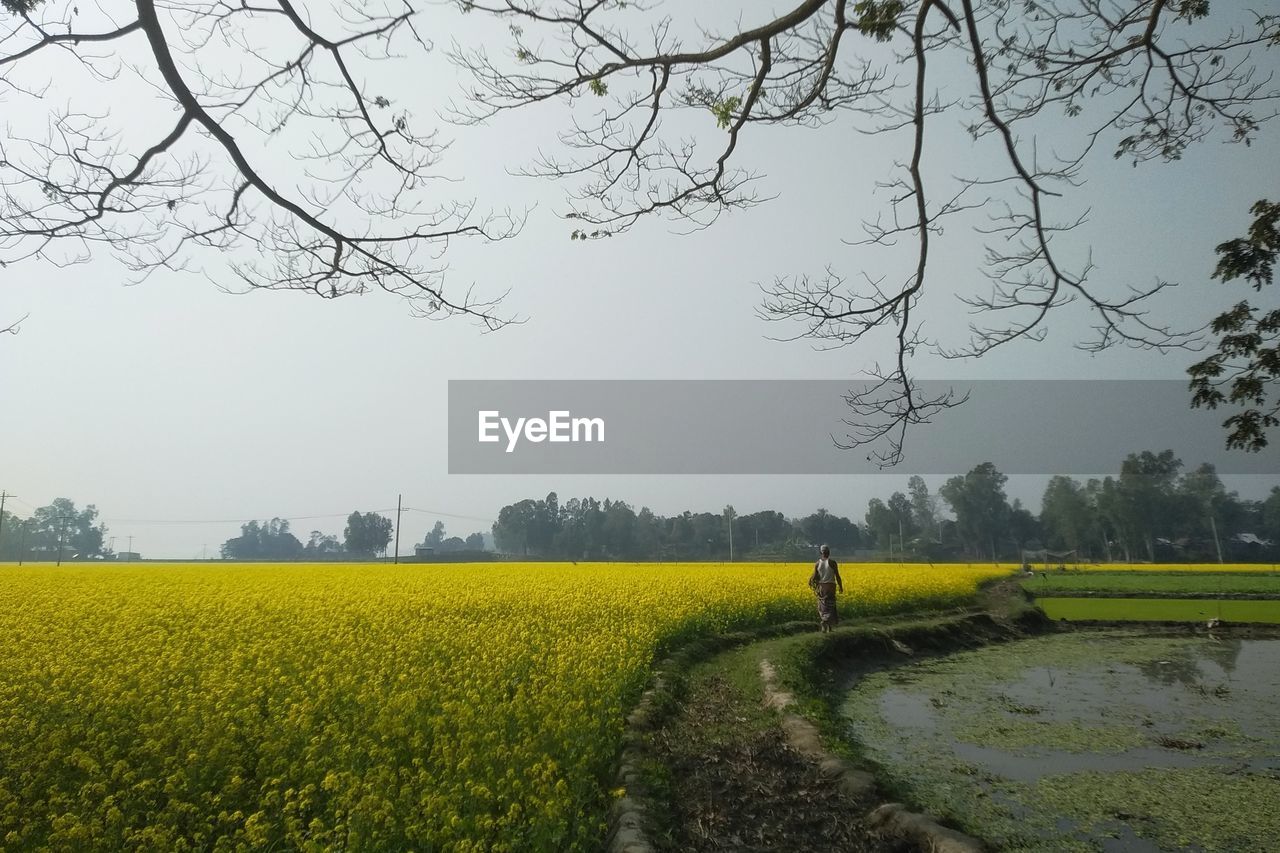 plant, tree, landscape, field, rural scene, flower, rural area, rapeseed, environment, agriculture, land, beauty in nature, nature, sky, growth, scenics - nature, canola, produce, tranquility, farm, tranquil scene, yellow, meadow, grass, one person, crop, morning, springtime, plain, flowering plant, day, idyllic, outdoors, oilseed rape, adult, vegetable, non-urban scene, freshness, food, prairie, men, mustard, branch, blossom, road