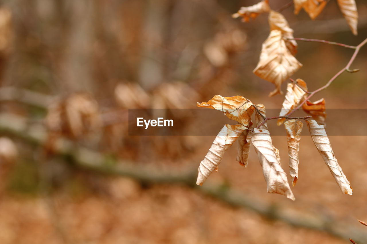 Close up of dried leaves of a beech tree