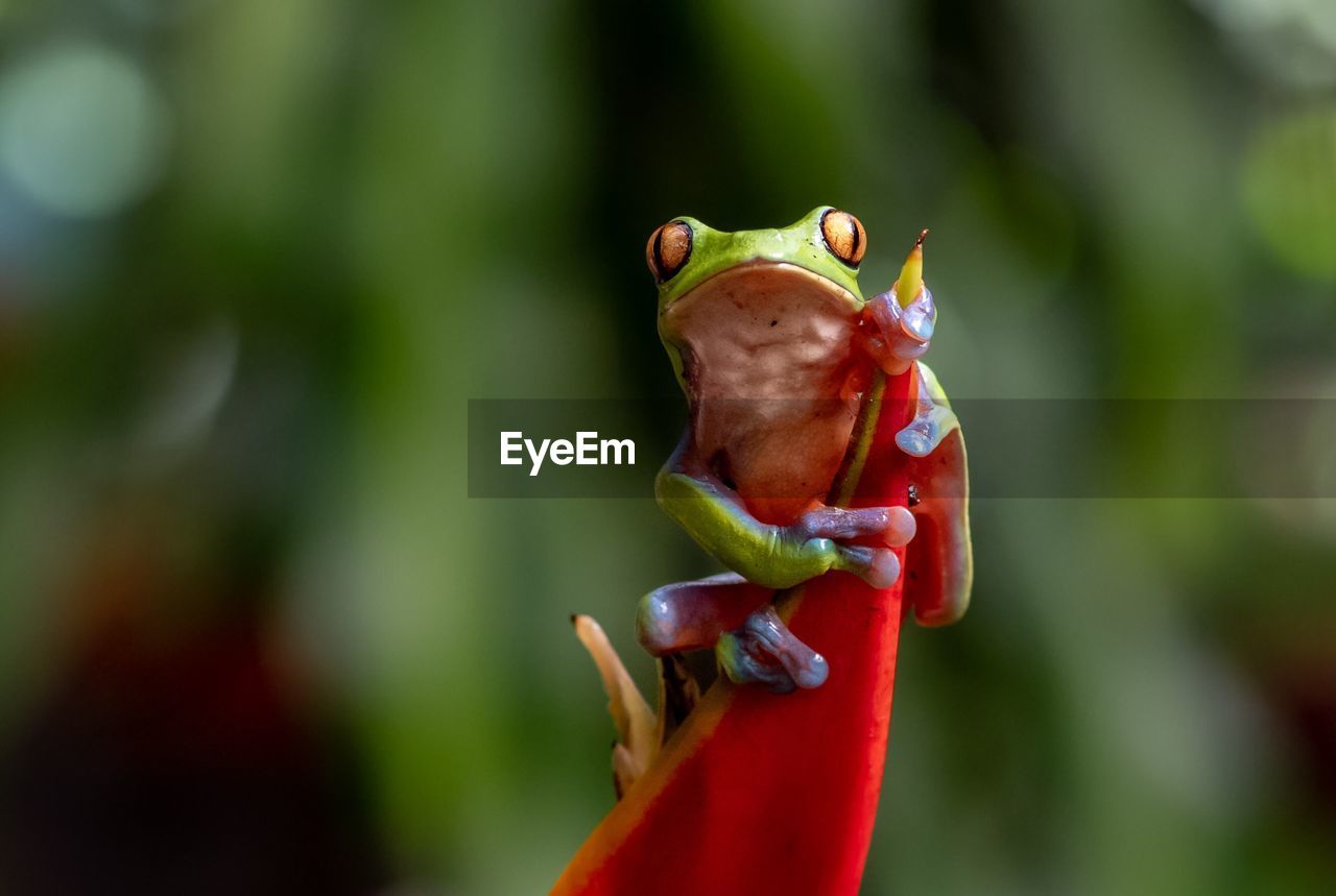 Close-up of frog on plant