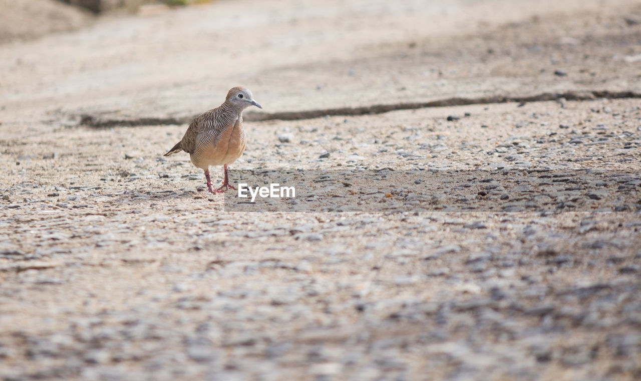 BIRDS ON BEACH