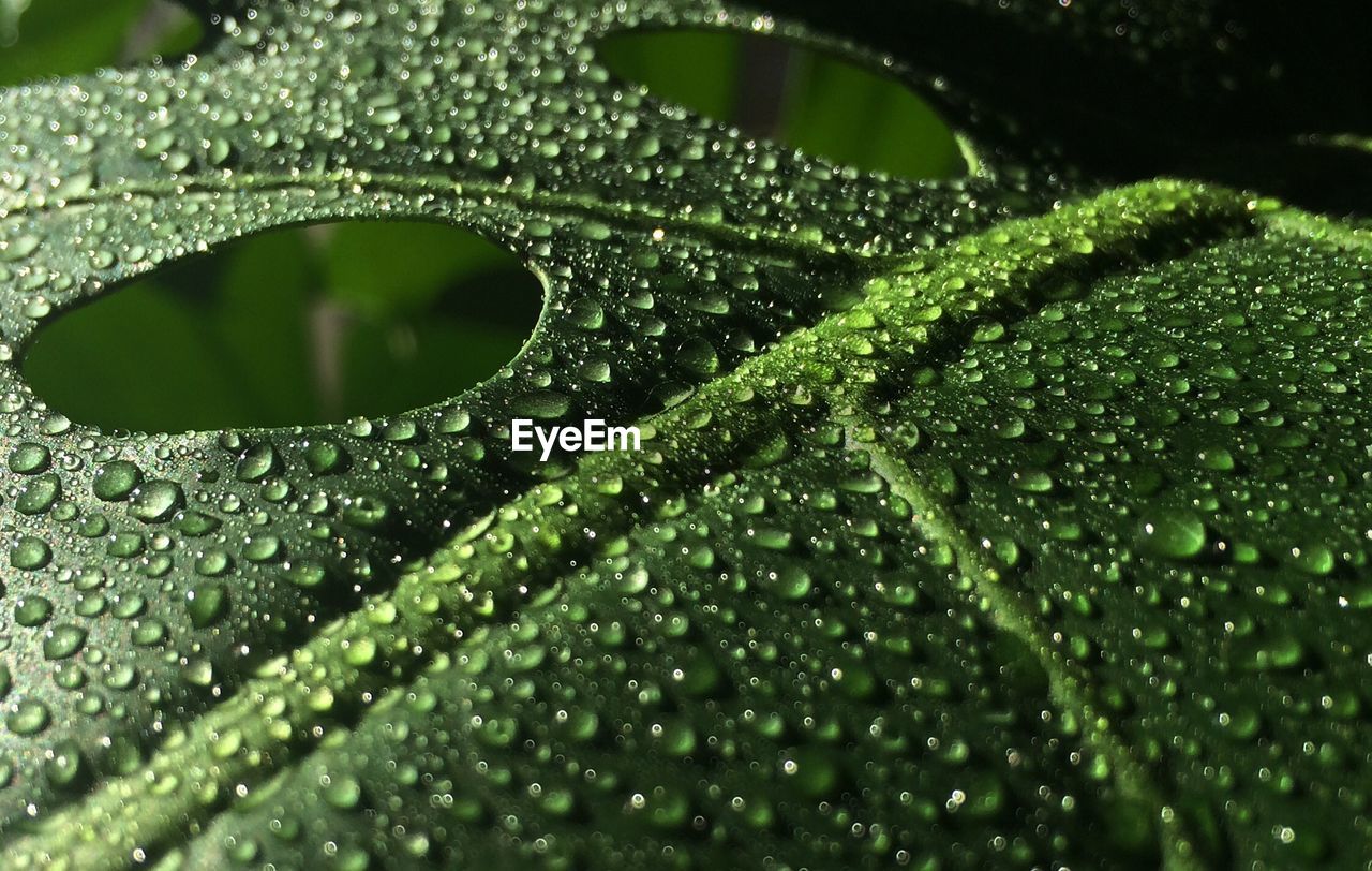 Close-up of a leaf with water drops