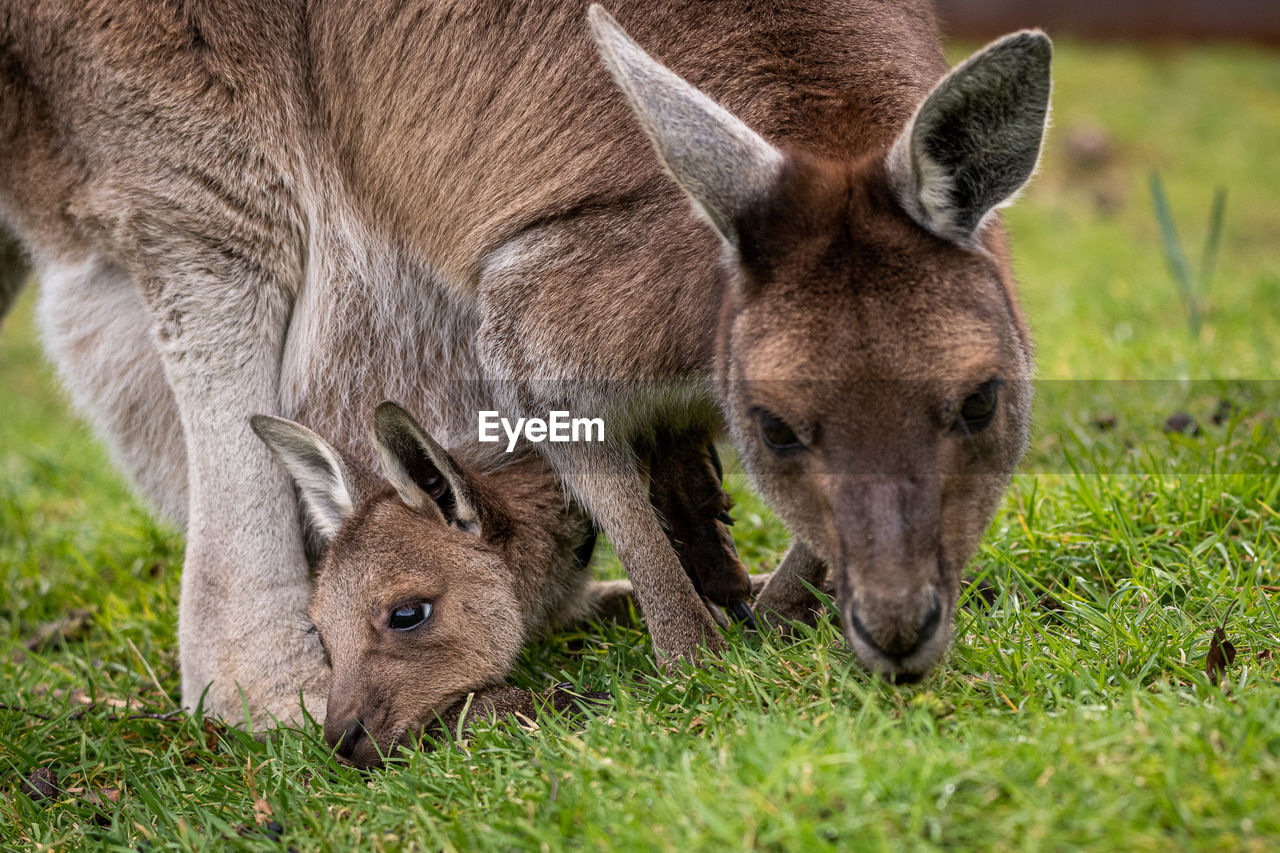 Female western grey kangaroo with joey in her pouch macropus fuliginosus melanops