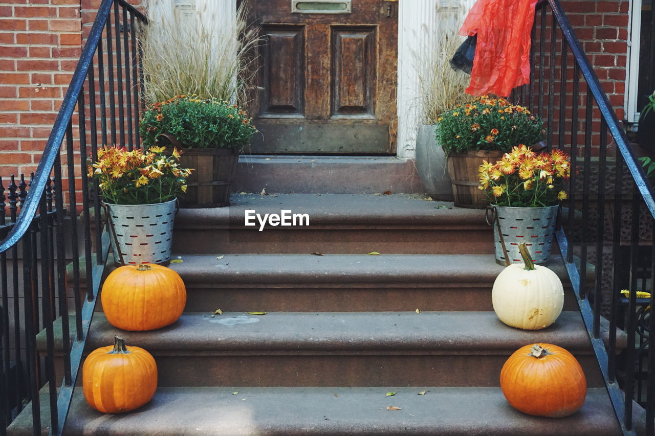 Potted plants and pumpkins on staircase outside house