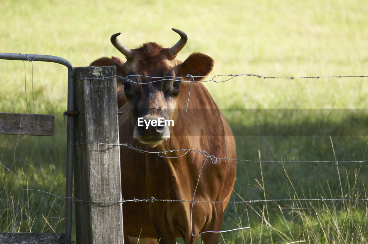 Horse on field