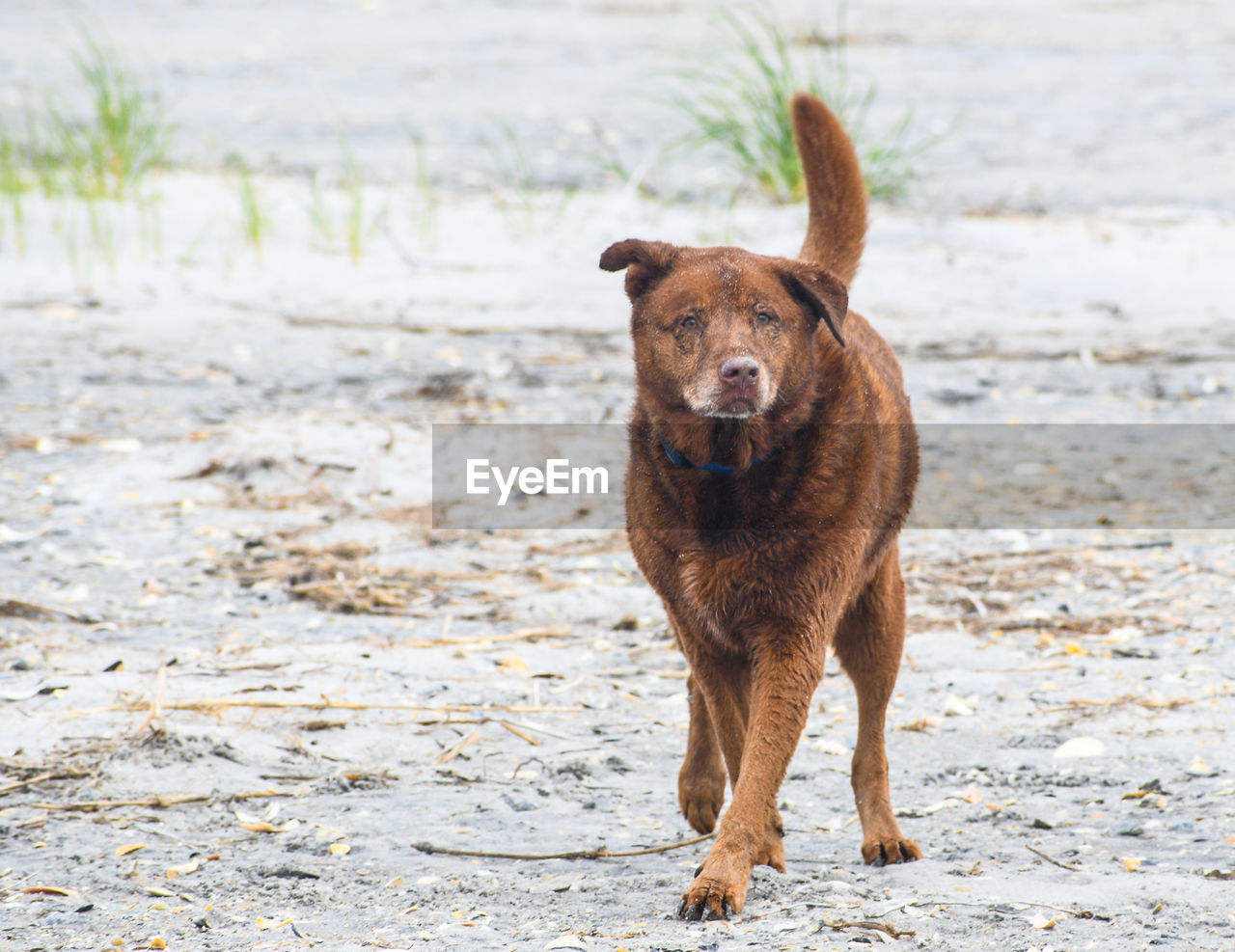 PORTRAIT OF DOG STANDING ON SHORE