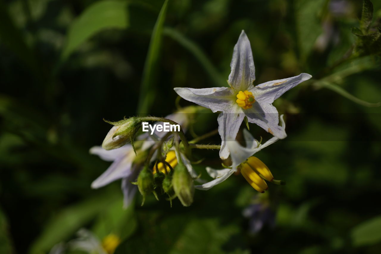 CLOSE-UP OF WHITE FLOWERING PLANTS