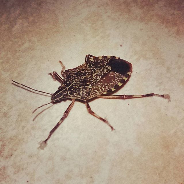 CLOSE-UP OF INSECT ON WALL