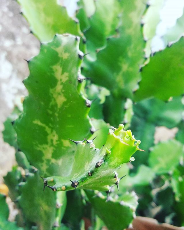 CLOSE-UP OF PLANT AGAINST BLURRED BACKGROUND