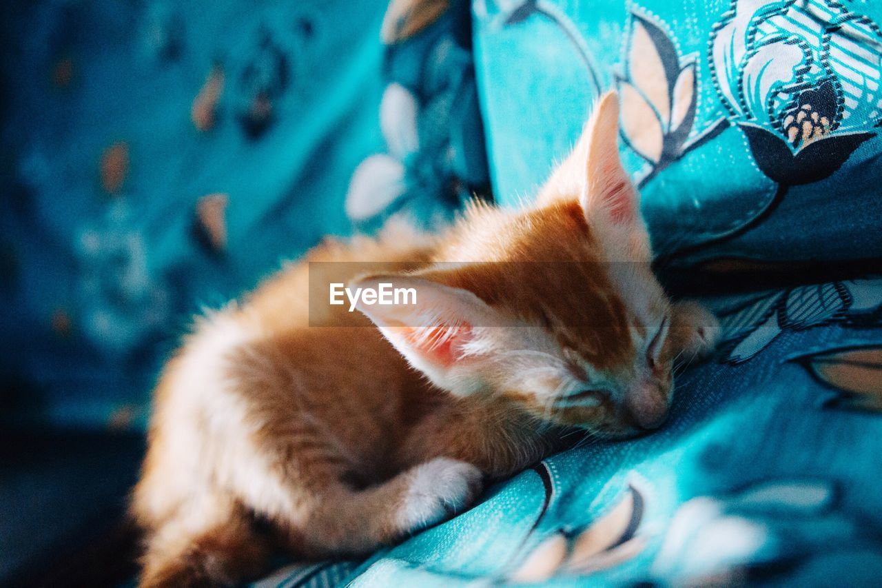 CLOSE-UP OF CAT ON BLUE EYES