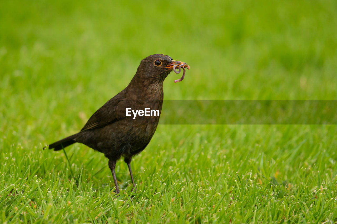 Close-up of bird perching on grass