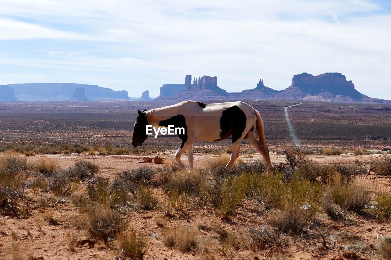 Wild horse in the monument valley, arizona