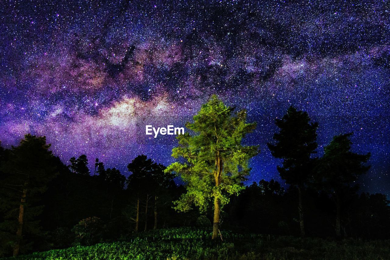 LOW ANGLE VIEW OF TREES AGAINST STAR FIELD AT NIGHT