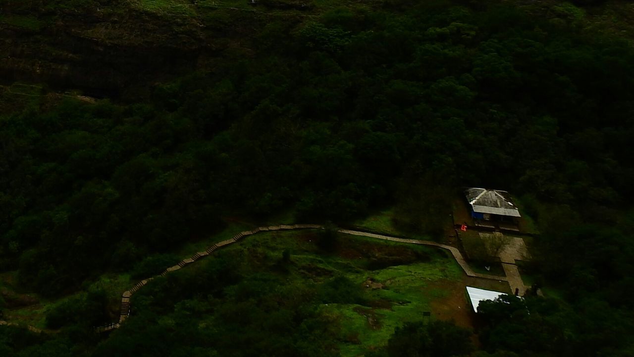 VIEW OF TREES IN THE FOREST