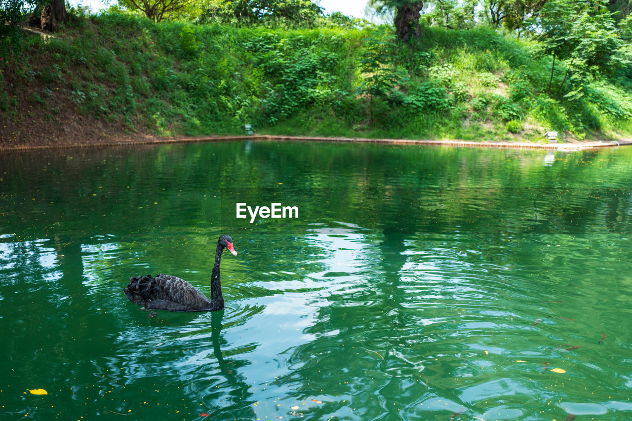 Black swan swimming in lake