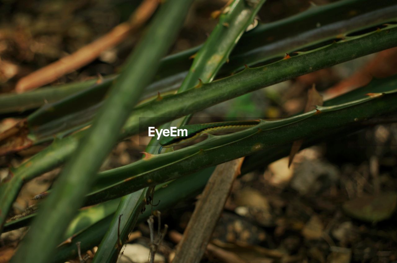 Close-up of snake on plants