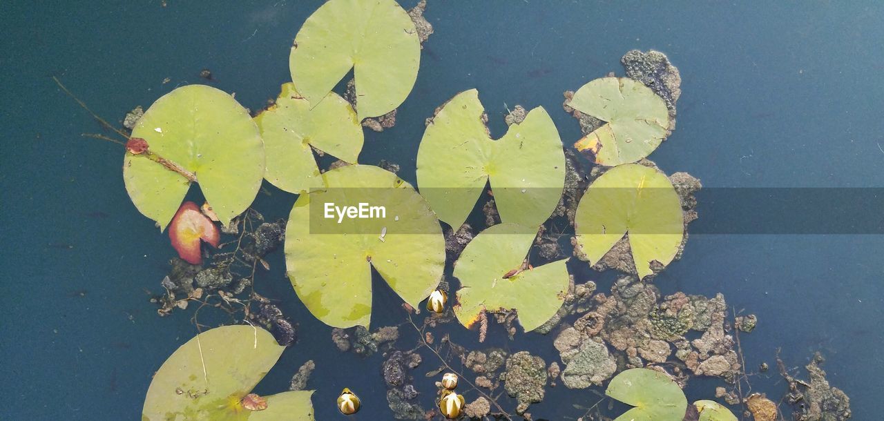 High angle view of water lily plants growing in lake