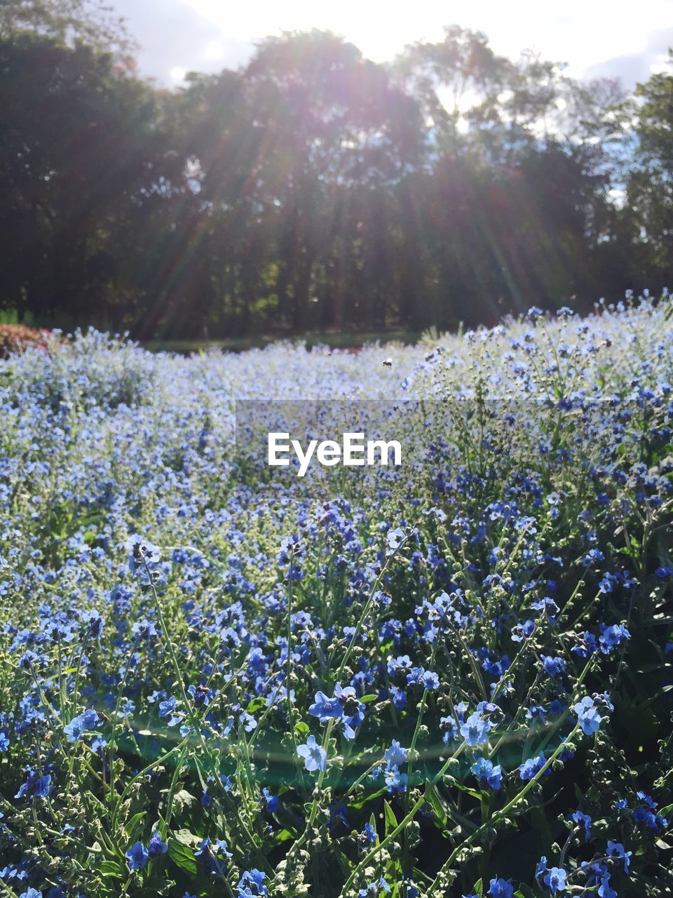 FLOWERS GROWING ON FIELD