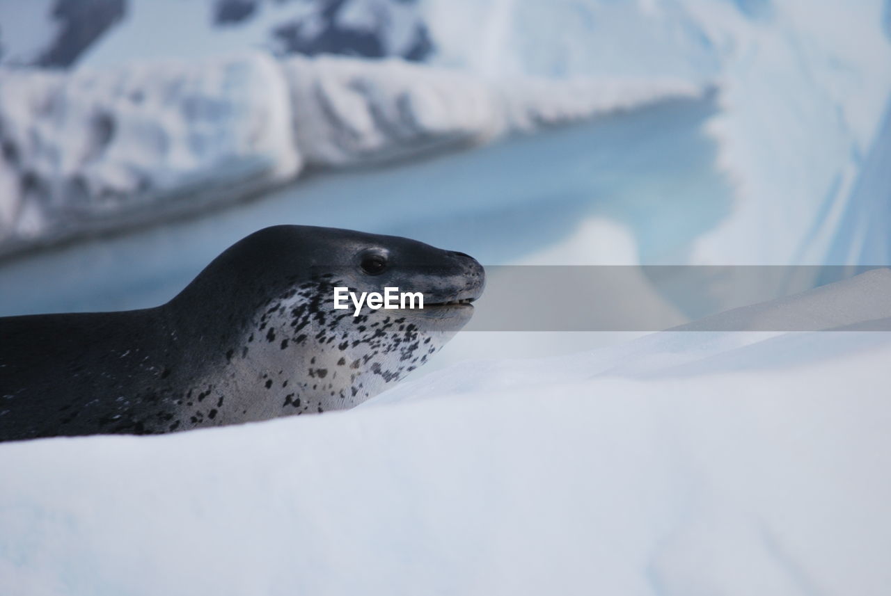 Close-up of seal on snow