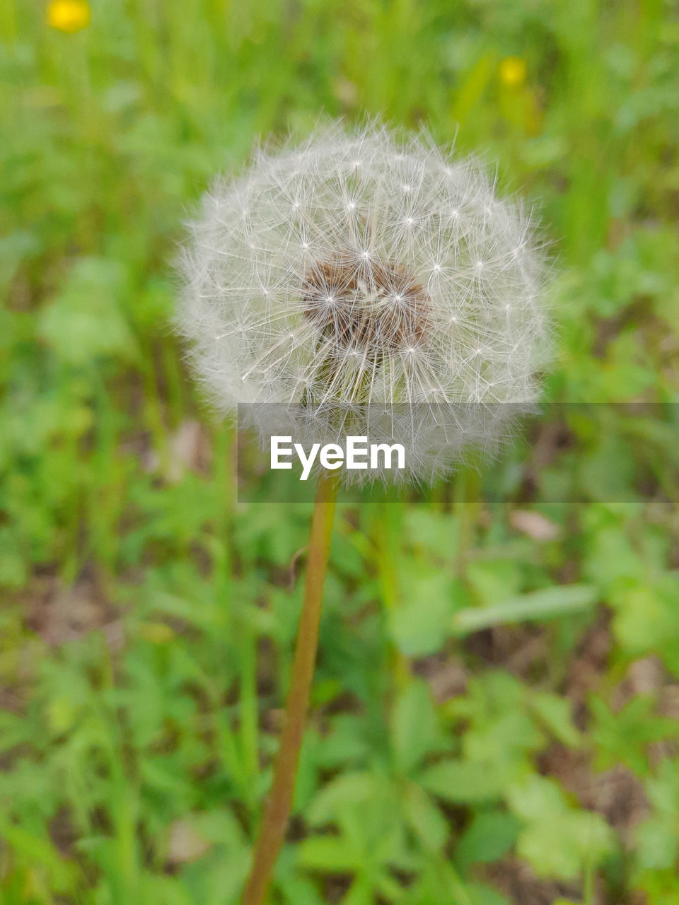 plant, dandelion, flower, flowering plant, fragility, freshness, beauty in nature, close-up, nature, growth, focus on foreground, no people, softness, grass, inflorescence, dandelion seed, white, flower head, day, wildflower, outdoors, land, meadow, plant stem, seed, green, field, selective focus, springtime