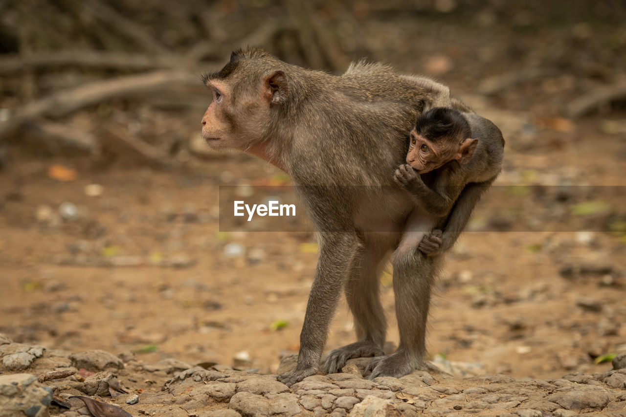 Long-tailed macaque stands carrying baby on back