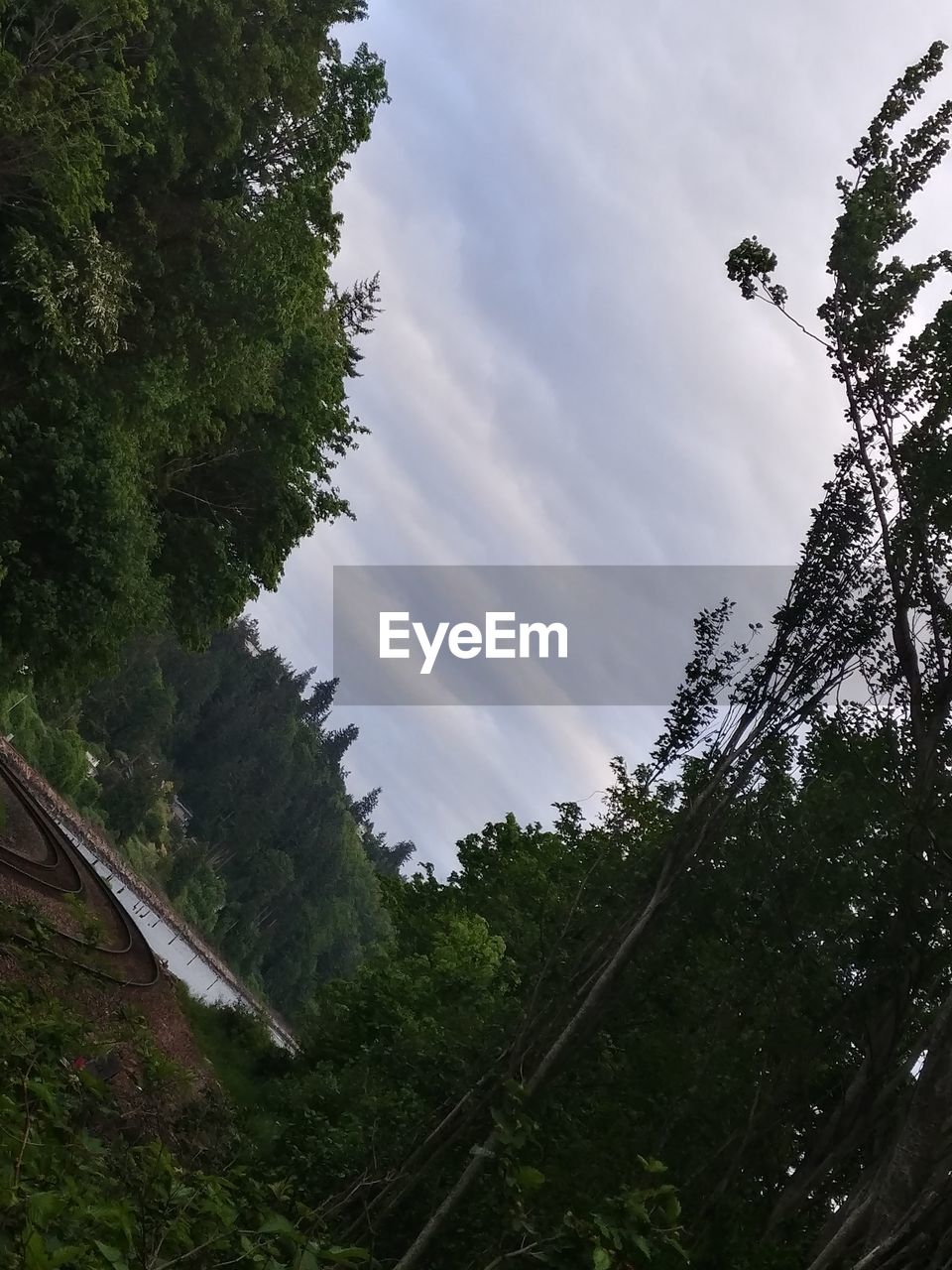 LOW ANGLE VIEW OF TREES IN FOREST