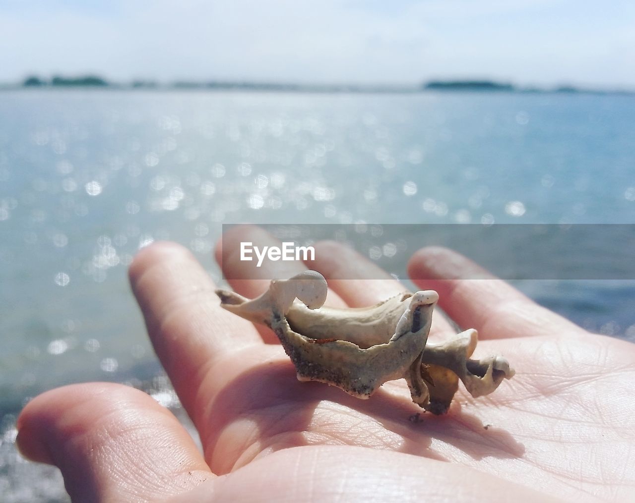 Close-up of hands holding seashell by sea against sky