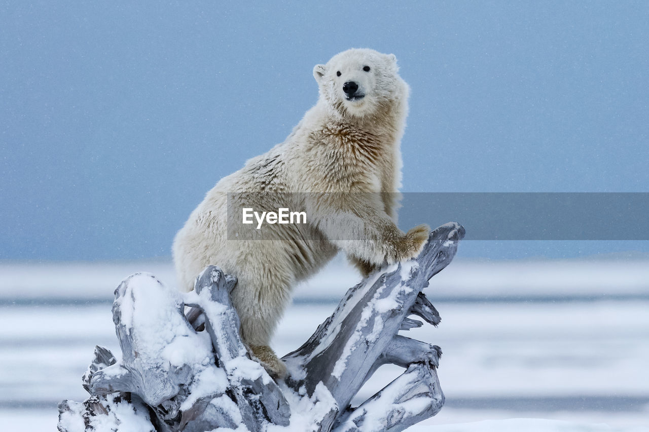 Side view of polar bear on fallen tree