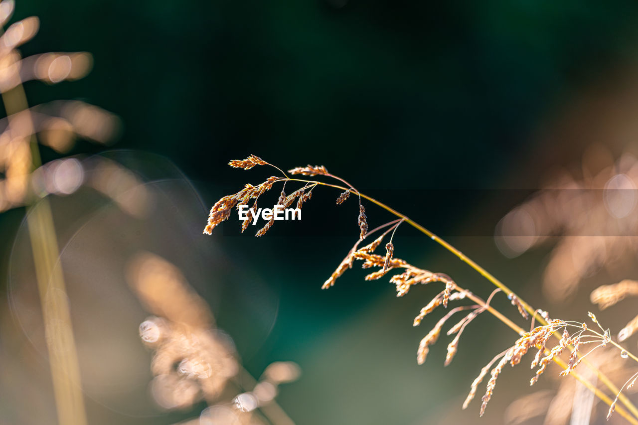 Close-up of dried plant