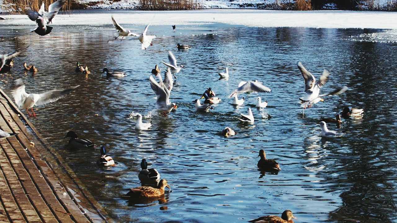 Flock of birds in water