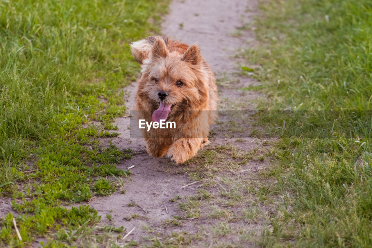 Dogs breed norwich terrier on the walk in the field