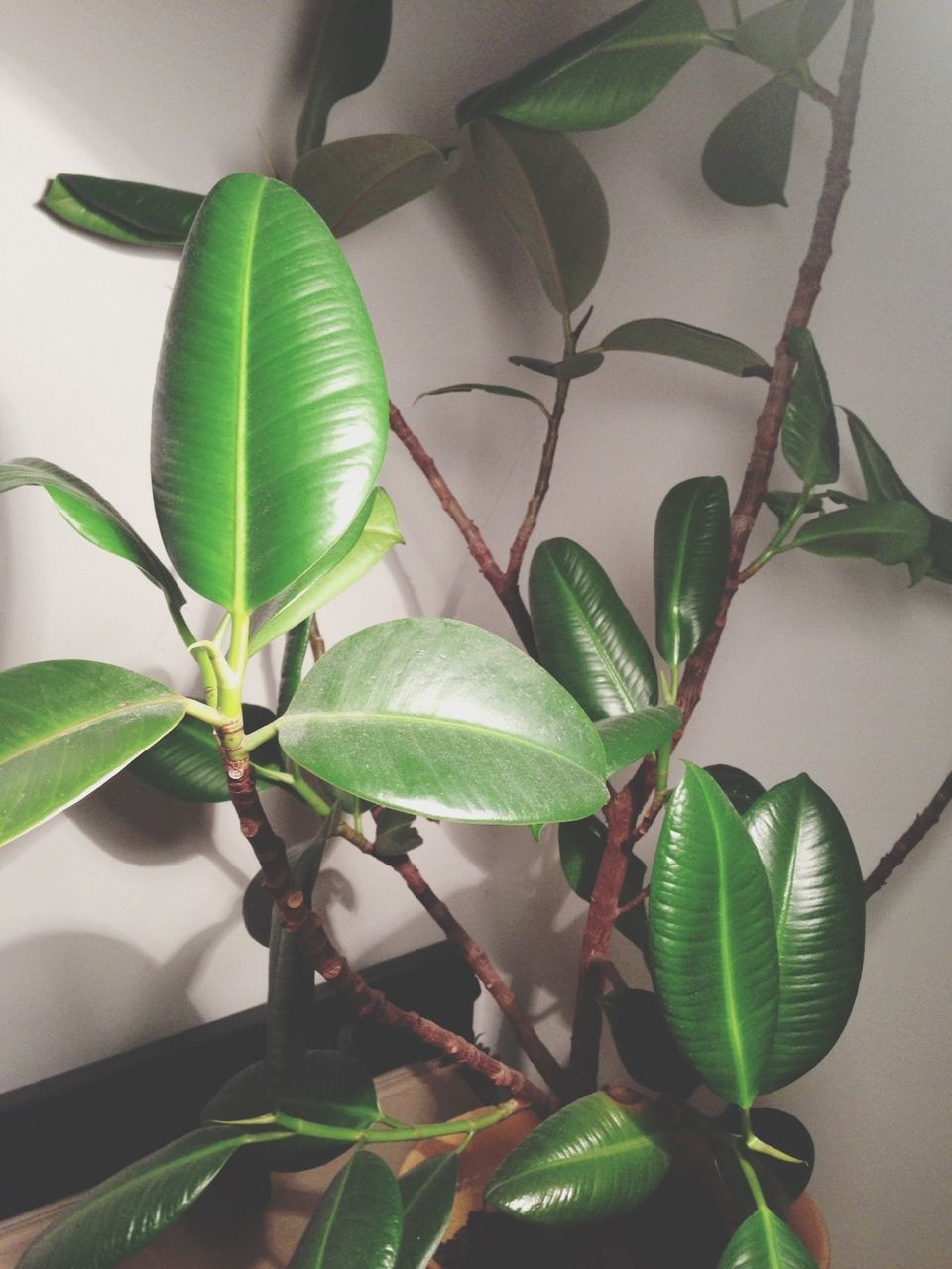 Close-up of fresh green leaves against wall in house