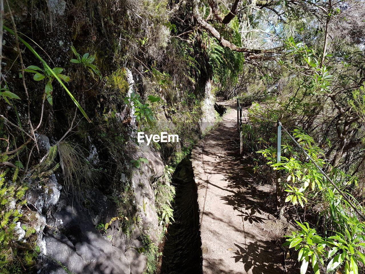 TREES GROWING IN FOREST