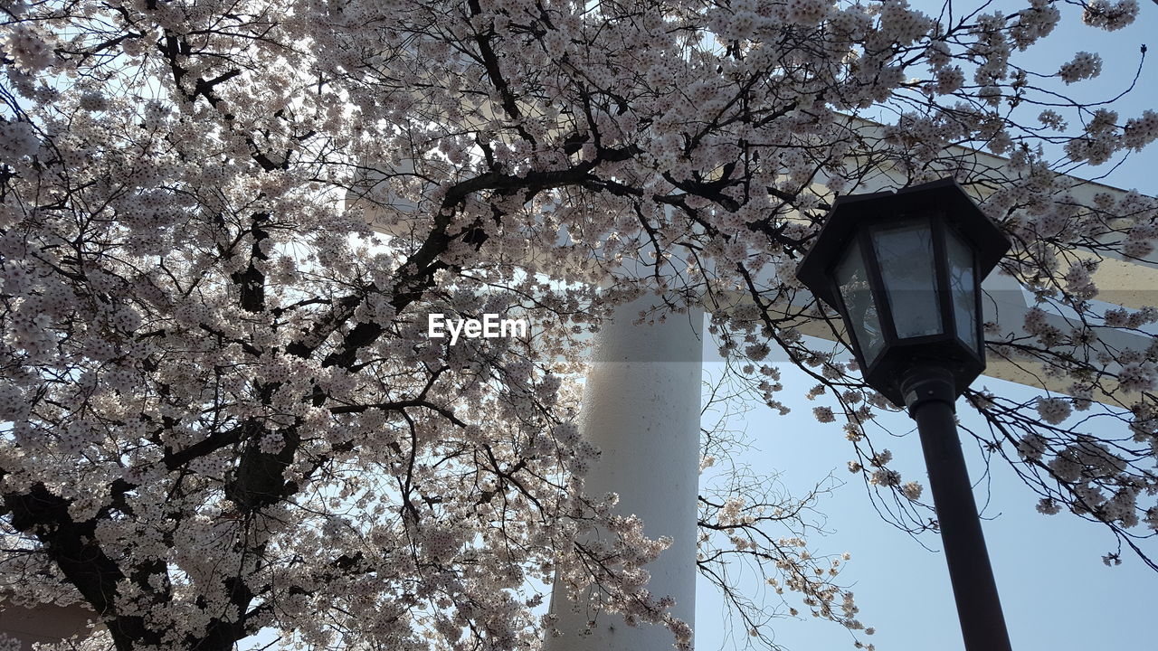 LOW ANGLE VIEW OF CHERRY BLOSSOMS ON STREET