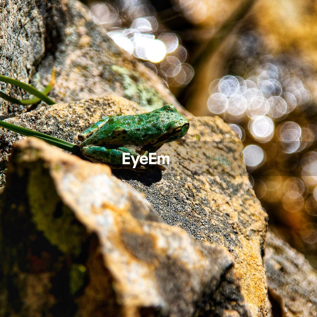 Close-up of frog on rock