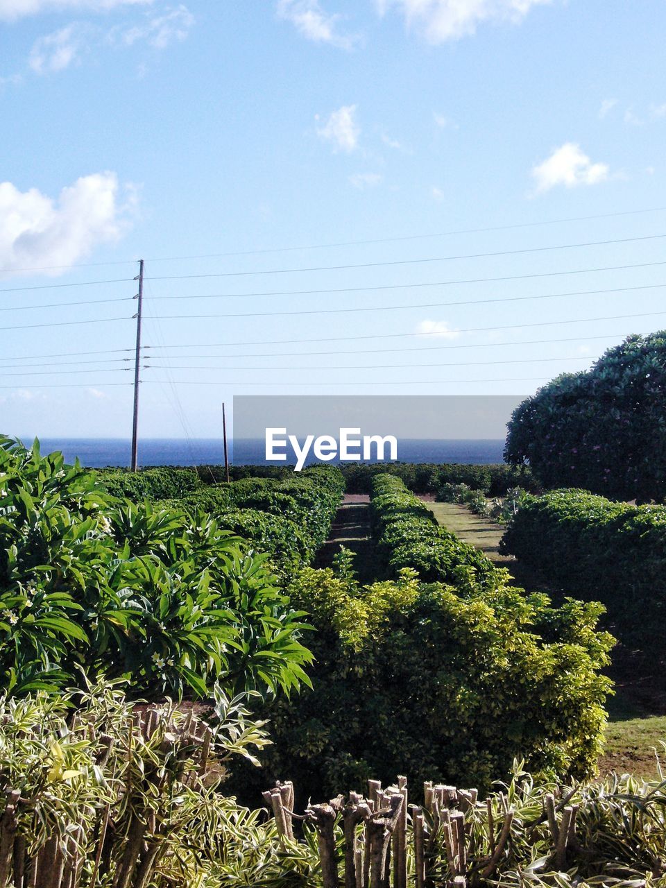 Plants growing on field against sky